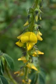 Image result for Crotalaria comosa