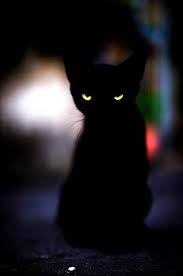Most cats (large and small) will have yellow eyes in the dark. Cat Eyes Glowing At Night Imgur