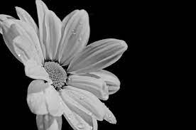 You can use our images for unlimited commercial purpose without asking permission. White Flower Auf Schwarzem Hintergrund Kostenloses Stock Bild Public Domain Pictures