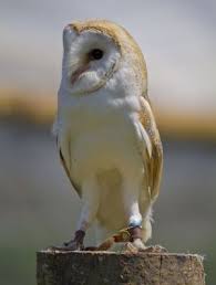 Beautiful Barn Owl By Brooklyn Fox Baykus