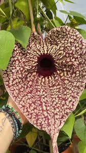 Image result for Hibiscus ludwigii