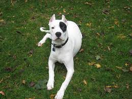 Die derzeitige liste verbotener tiere umfasst 13 hunderassen. Dogo Argentino Steckbrief Rassebschreibung Tipps Infos