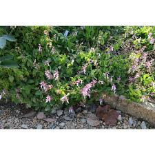 Image result for Ocimum labiatum