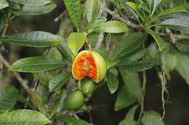 Image result for Tabernaemontana brachyantha