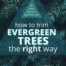 A great month for planting and transplanting evergreens. Why Not To Limb Up Evergreen Trees Dengarden