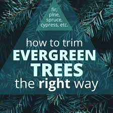We would love to help you improve your odds of evergreen container. Why Not To Limb Up Evergreen Trees Dengarden