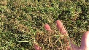 How to dethatch bermuda grass. Dethatching My Yard Plus Fertilizer Youtube