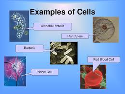 Oct 09, 2019 · animal cells are generally smaller than plant cells. What Are The Differences Between Animal Cells And Plant Cells Ppt Download