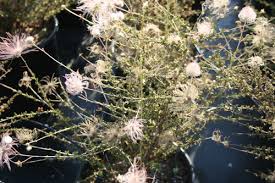 Image result for Alinula paradoxa