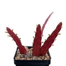 Image result for Euphorbia ramulosa