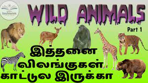35 Wild Animals In Tamil And English Part 1 Youtube