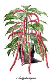 Image result for Necepsia castaneifolia