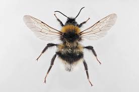 Image result for Bombus bohemicus