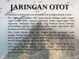 Otak besar dibagi lagi menjadi 4 bagian, yaitu batang otak adalah seikat jaringan saraf di dasar otak. Jaringan Hewan Animal Tissue Ppt Download