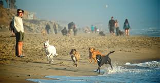 Book a huntington beach tour! Huntington Beach Dog Beach