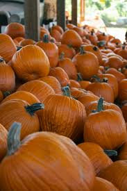 Image result for tbn:0PJB32OL7JwfOM::farm4.static.flickr.com/3324/3329876139_f2d551139f.jpg