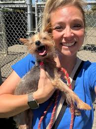 TINY GUY WITH URI NEEDS URGENT FOSTER‼️ Sweet little Columbus came from  Yolo County Animal Services Shelter where he was surrendered after he was  left outside most of his life 😞. This