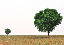 But if you are starting with the grafted one, it will start producing fruits sooner. Which Trees Grow The Fastest
