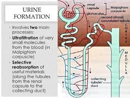 After you eat, it takes about six to eight hours for food to pass through your stomach and small intestine. How Long Does It Take Fluids To Reach The Small Intestine Quora