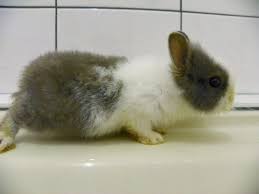 Moisten that cloth with warm water in a bowl at your side. Filthy Stinky Baby Bunny What Is The Safest Way To Clean The Fur Binkybunny
