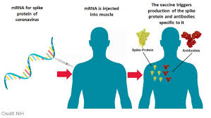 If dna is the big. How We Got So Many Covid 19 Vaccines So Quickly Marketplace