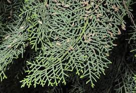 Image result for Cupressus sempervirens