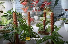 Walau sebagian orang hanya menikmatinya sebagai kepuasan dan hiburan, namun. 5 Tanaman Hias Langka Ini Tengah Populer Harganya Capai Ratusan Juta Katashopback