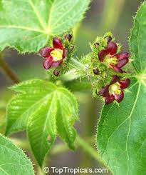 Image result for Jatropha gossypiifolia