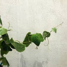 Image result for Vitis