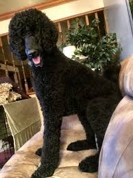 Black And White Standard Poodle Teddy Bear Cut Poodle Version Of Couch Sitting Black Standard Poodle Poodle Puppy Standard Poodle