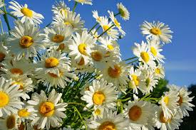 картинки на рабочий стол на ноутбук на весь экран Romashki Leto Solnyshki Hd Oboi Dlya Noutbuka Daisy Wallpaper Flower Wallpaper Flowers