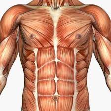 Human Anatomy Musculature Of The Chest And Abdomen Situps Workout Human Anatomy Exercise Without Weights