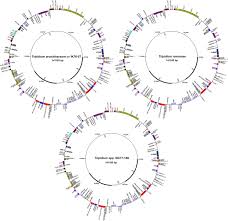 Image result for Eriochrysis pallida