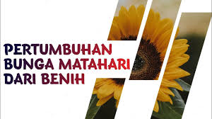Dinamakan mammoth karena ukuran bunganya memang sangat besar. Pertumbuhan Bunga Matahari Mammoth Dari Benih Mammoth Sunflower Growth From Seed Youtube