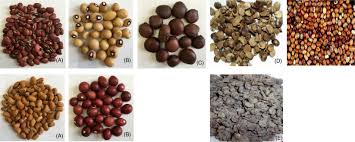 Image result for Sphenostylis