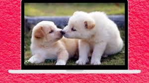Cute And Funny Pet Videos Compilation 11 Funny Dog Videos Baby Dogs 8 In 2020 Funny Dogs Funny Dog Videos Funny Animal Videos