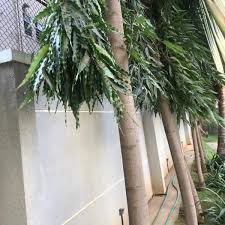 Image result for Monoon longifolium