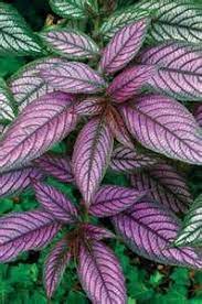 Oklahoma Native Plants Plants Shade Flowers Shade Plants