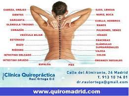 In birds, they are small and completely fused to. Trastornos Digestivos Y Pinzamientos Cervicales Relacion Y Correccion