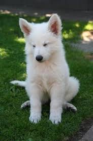 Annual cost of owning a white shepherd puppy. 12 Swiss Shepherd Ideas White Shepherd White Swiss Shepherd White German Shepherd