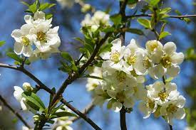 We did not find results for: Chaenomeles Speciosa Nivalis Japanese Quince