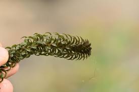 Image result for Lagarosiphon cordofanus