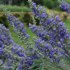 Image result for Vitex