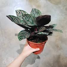 They sell everything from bedroom and bathroom plants to their houseplants and bouquets can be delivered to most places in kl and selangor. Buy Plants Online Malaysia 8 Malaysia Plant Stores To Order From Baanana