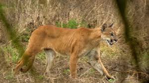 Florida panther, puma, or cougar, walks through the brush as it stalks its prey. Endangered Florida Panther Caught On Video Mossy Oak Youtube