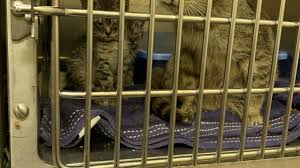 The adopter will be responsible for the care of the cat. Wisconsin Humane Society Rescues 23 Cats From Hoarding Situation In Brown County