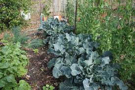 Then keep checking on the plant… it's going to grow multiple side shoots that will make many smaller heads as they grow. Gardening In Central Florida The Late March Florida Garden Florida Garden Sustainable Living Garden Florida Gardening