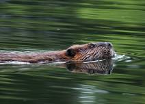 Beavers at Dusk: Wetland Wonders on the Rockery Trail