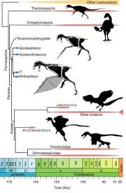 Image result for Phylohydrax