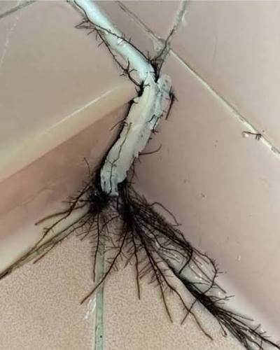 What is growing in my bathroom?